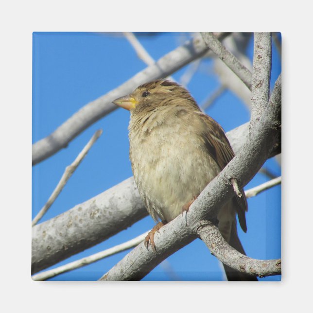 Imán Resplandor en el árbol (Frente)