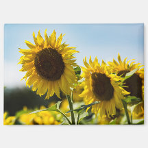 Imán - Resplandor Estival de Girasoles
