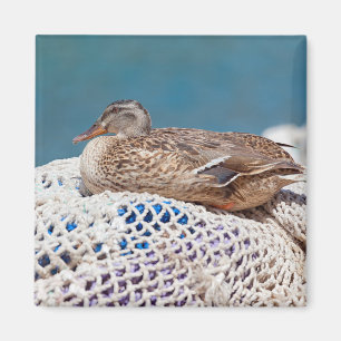 Imán Resting Duck