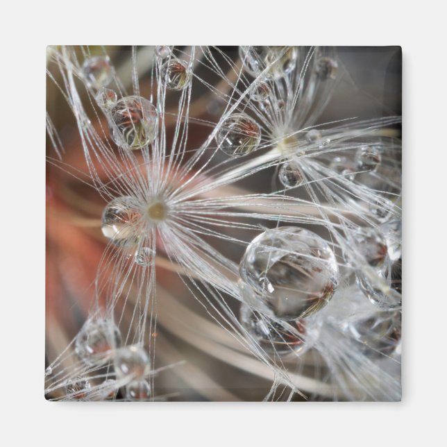 Imán Resumen de Dandelion (Frente)