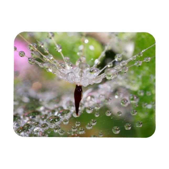 Imán Resumen de Delicate Dandelion (Horizontal)