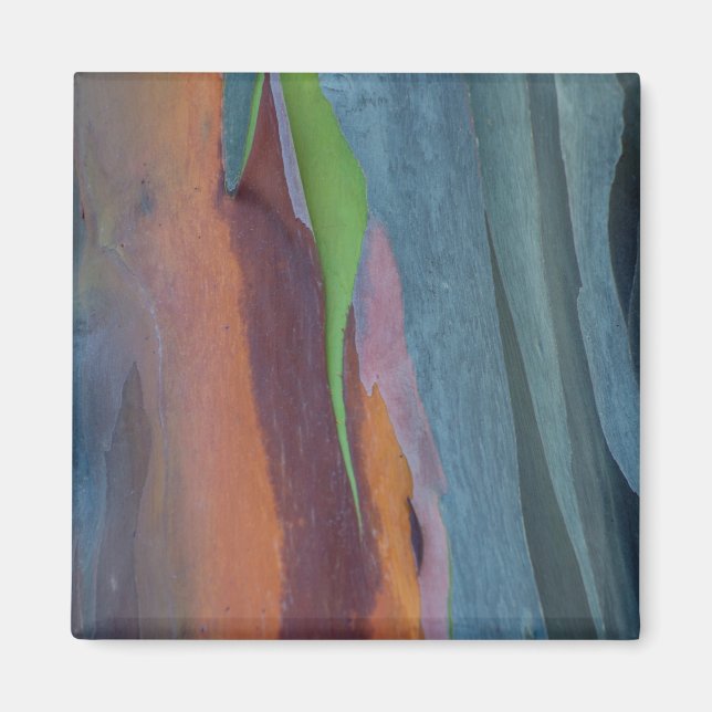 Imán Resumen Del Árbol De Goma Arcoiris (Frente)