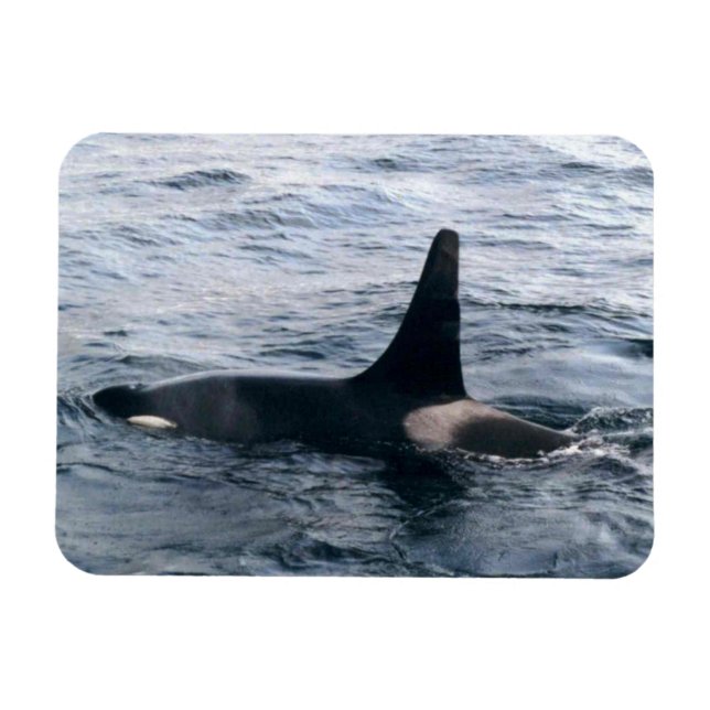Imán Resurrección Bahía Orca - Foto de ballena diseñada (Horizontal)
