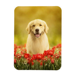 Imán Retén de oro en flores rojas