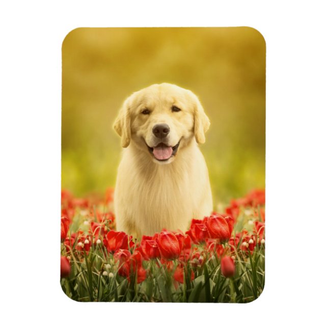 Imán Retirador de oro en flores rojas (Vertical)