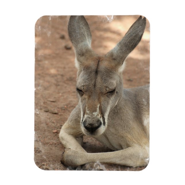 Imán Retirando de Kangaroo Premium Magnet (Vertical)