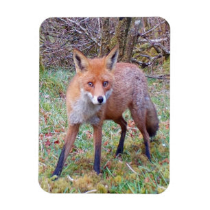 Imán Retrato Adorable de Zorro Rojo Arte de Naturaleza