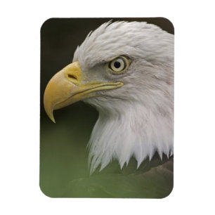 Imán Retrato de águila calva adulta, Haliaeetus