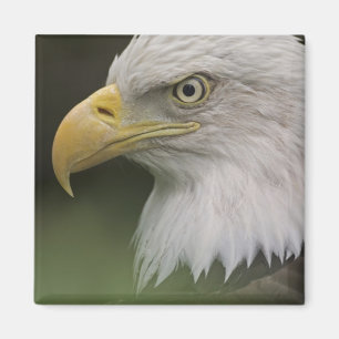 Imán Retrato de águila calva adulta, Haliaeetus
