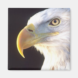 Imán Retrato de águila calva, Haliaeetus leucocephalus,