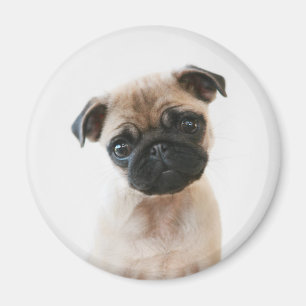 Imán Retrato de Baby Pug