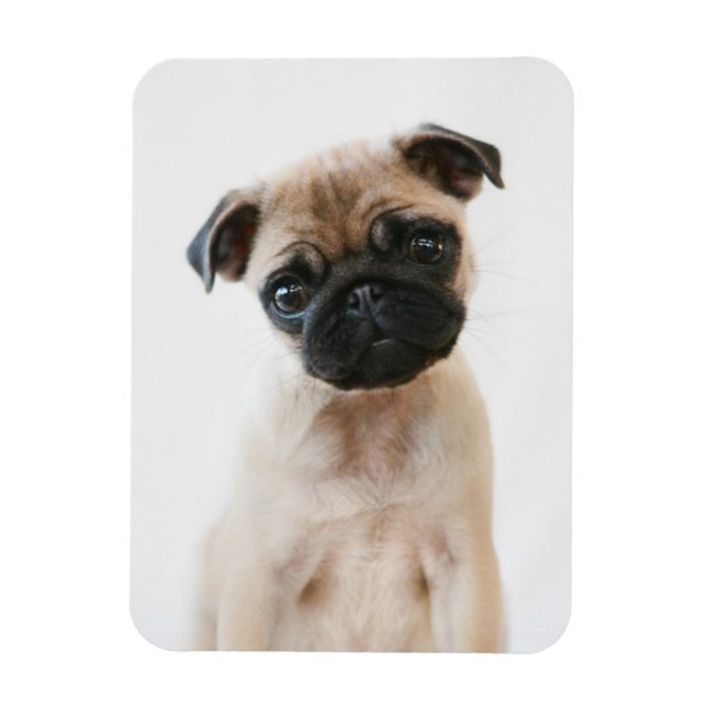 Imán Retrato de Baby Pug (Vertical)