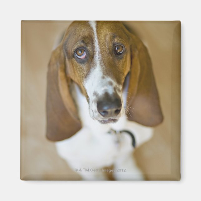 Imán Retrato de Bassett, Washington (Frente)