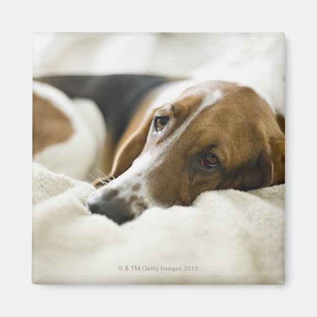 Imán Retrato de Bassett, Washington 2 (Frente)