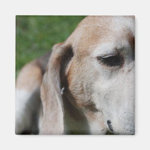 Imán retrato de beagle