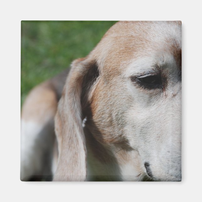 Imán retrato de beagle (Frente)
