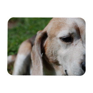 Imán retrato de beagle