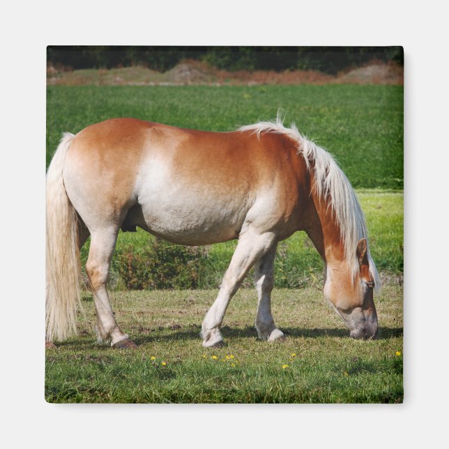 Imán Retrato de caballo (Frente)