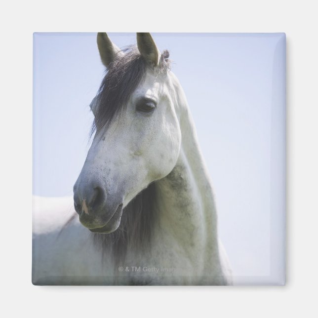 Imán retrato de caballo blanco (Frente)