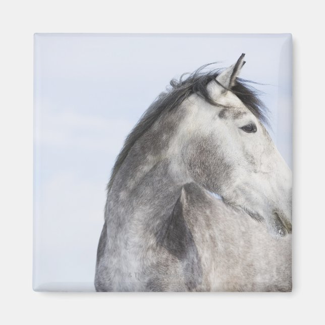 Imán retrato de caballo blanco 2 (Frente)