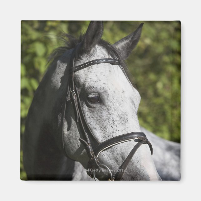 Imán retrato de caballo blanco 2 (Frente)