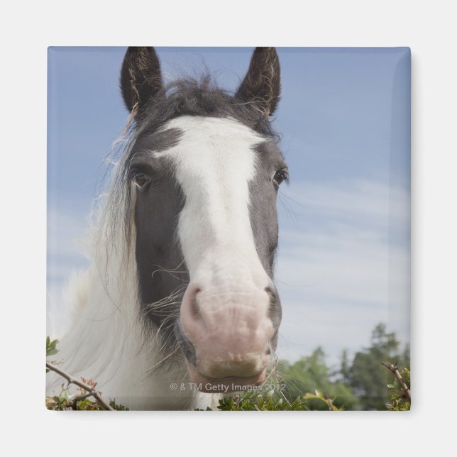 Imán Retrato de caballo de Clydesdale (Frente)