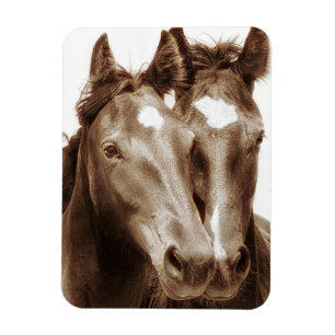 Imán Retrato de caballo III