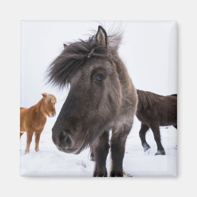 Imán Retrato de caballo islandés, Islandia (Frente)