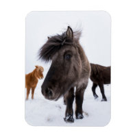 Retrato de caballo islandés, Islandia