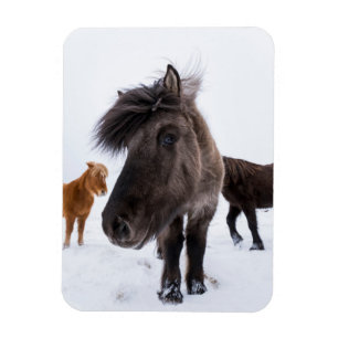 Imán Retrato de caballo islandés, Islandia