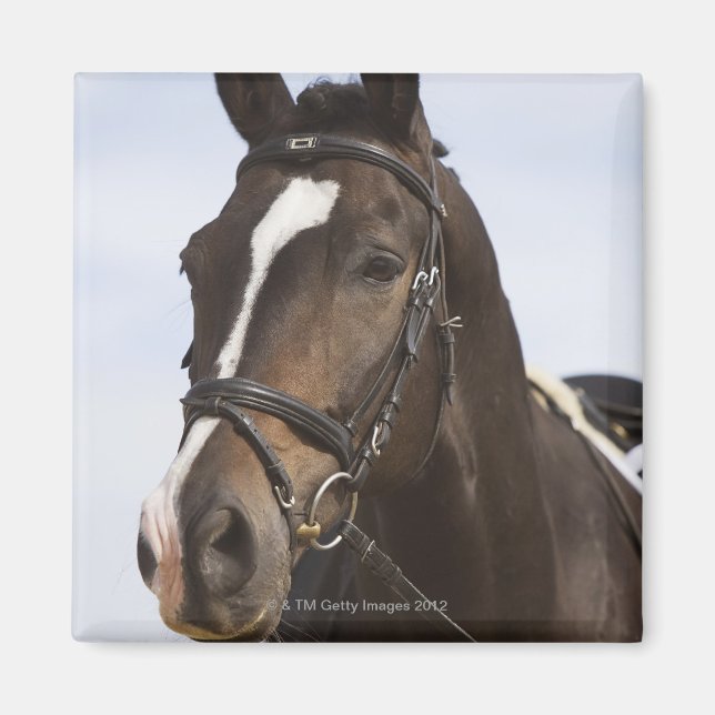 Imán retrato de caballo marrón (Frente)