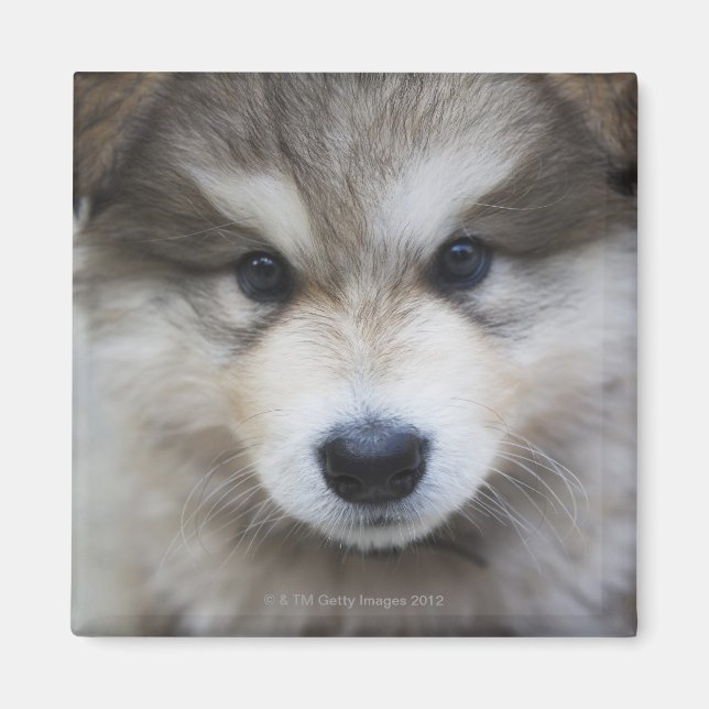 Imán Retrato de cachorro (Frente)