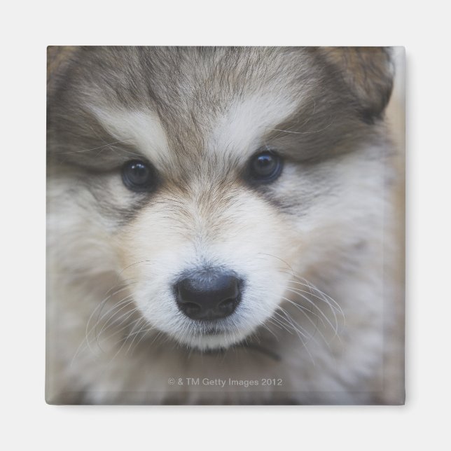 Imán Retrato de cachorro (Frente)