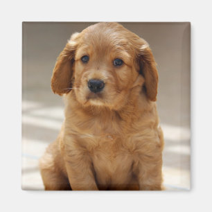 Imán Retrato de cachorro fofo
