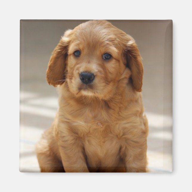 Imán Retrato de cachorro fofo (Frente)