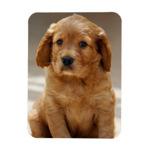 Imán Retrato de cachorro lindo foto