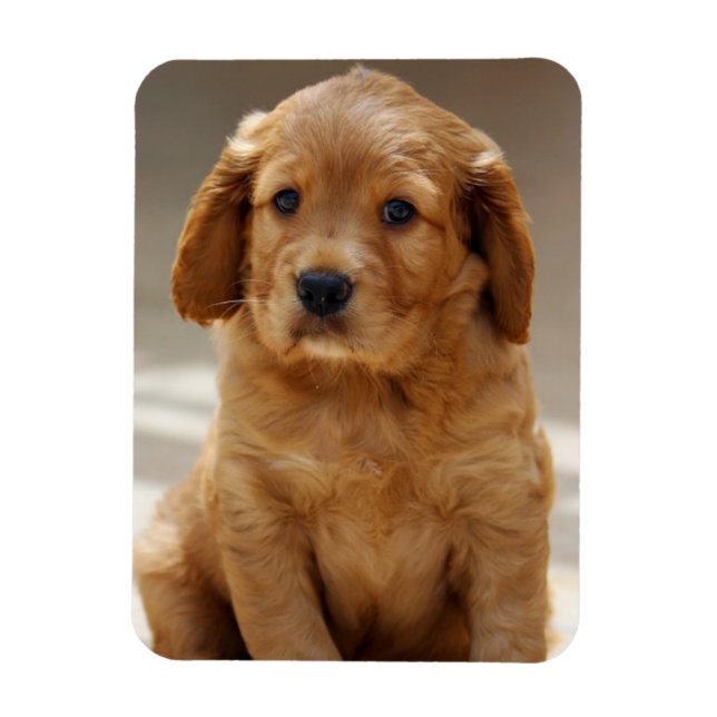 Imán Retrato de cachorro lindo foto (Vertical)