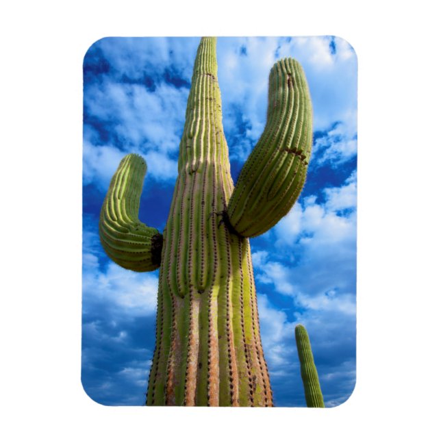 Imán Retrato de cactus de Saguaro, Arizona (Vertical)