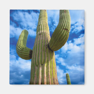 Imán Retrato de cactus de Saguaro, Arizona