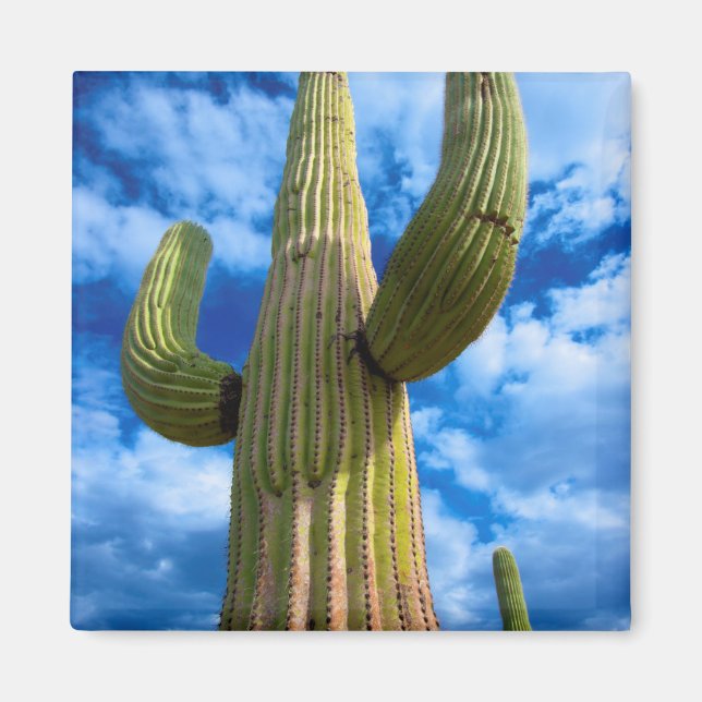 Imán Retrato de cactus de Saguaro, Arizona (Frente)