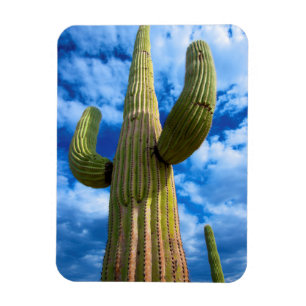 Imán retrato de cactus Saguaro, Arizona