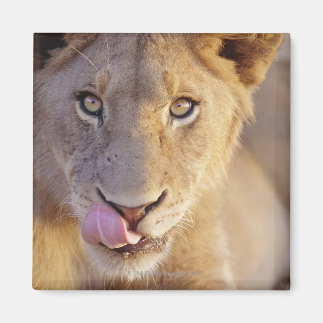 Imán Retrato de cierre de un joven león macho mintiendo (Frente)