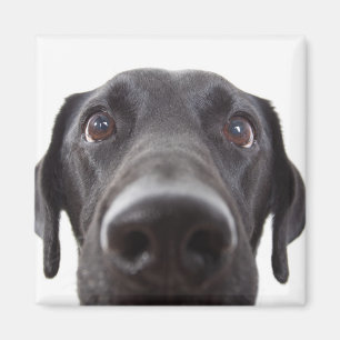 Imán Retrato de cierre del labrador negro
