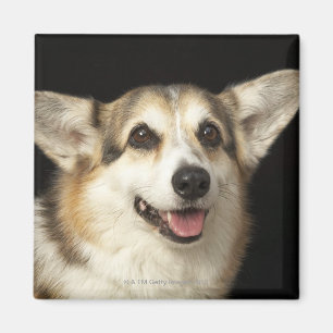 Imán Retrato de Corgi negro, marrón y blanco
