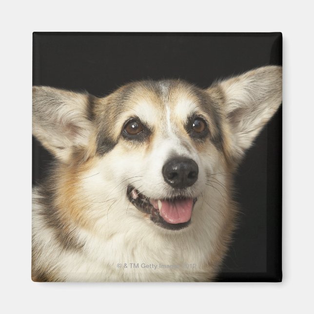 Imán Retrato de Corgi negro, marrón y blanco (Frente)