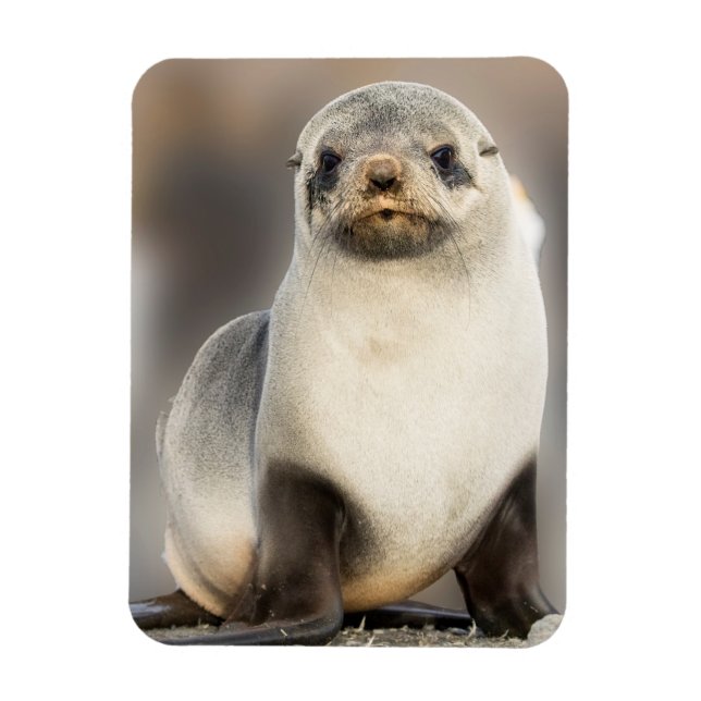 Imán Retrato de cría de foca en la playa (Vertical)