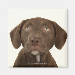 Imán Retrato de cuatro meses del perrito del