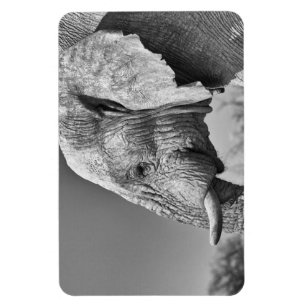 Imán Retrato de elefante