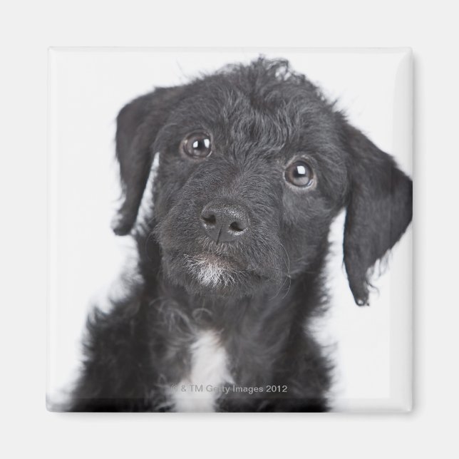 Imán Retrato de estudio de jack-a-doodle negro (Frente)