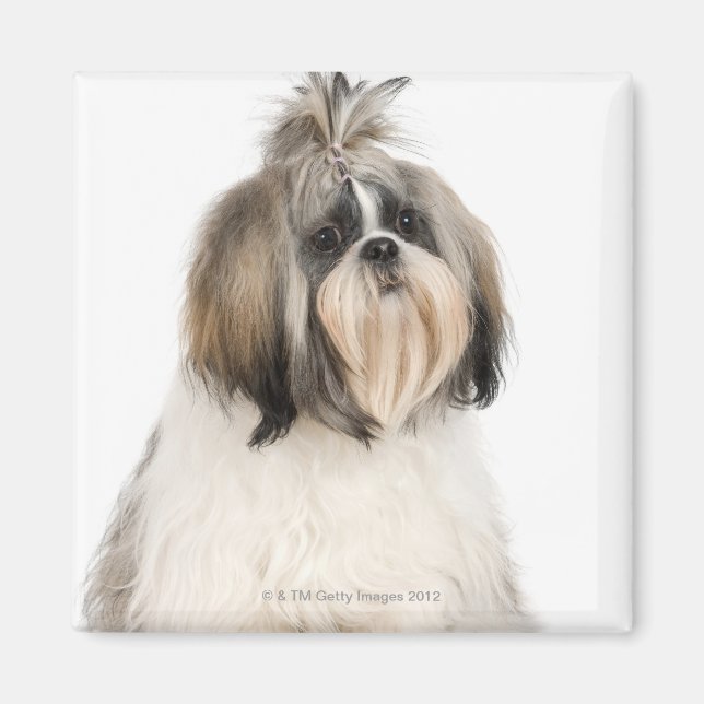 Imán Retrato de estudio de Shih Tzu (Frente)